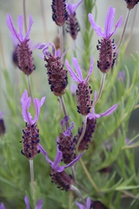 Lavender